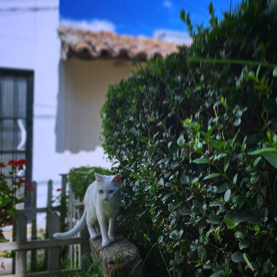 Hotel Cool Cat House Cusco Exterior foto